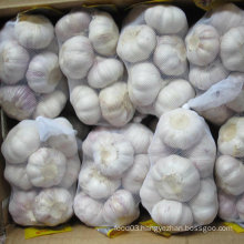 Golden Supplier of Fresh White Garlic (5cm in 500g bag)